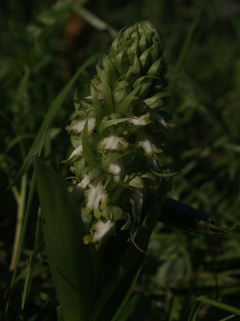 Barlia Robertiana Apocromatica